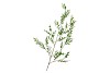 SILK LEAF BRANCH GREEN 140CM NM