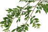 SILK LEAF BRANCH GREEN 140CM NM