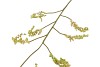 SILK BERRY BRANCH YELLOW 137CM