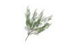 SILK FERN FOREST BRANCH GREEN SNOWY 76CM NM