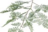 SILK FERN FOREST GREEN SNOWY 137CM NM