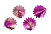 GLAM JOLLY PINK MIX TREE IRON ASS 22X22X40CM NM