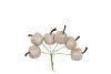 PICK SHINE APPLE COZY CHAMPAGNE 3X7CM P/72