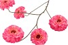 SILK ZINNIA FUCHSIA 106CM
