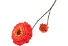 SILK ZINNIA RED 54CM NM