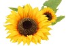SILK SUNFLOWER YELLOW 95CM