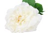SILK WILD ROSE WHITE SINGLE 65CM NM