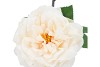 SILK WILD ROSE CREAM SINGLE 65CM NM