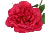SILK WILD ROSE RED SINGLE 65CM NM