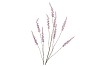 SILK CAMPANULA PURPLE SINGLE STEM 146CM NM