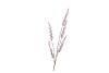 SILK CAMPANULA PURPLE SINGLE STEM 104CM NM