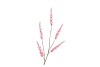 SILK CAMPANULA LIGHT PINK SINGLE STEM 104CM NM