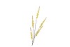 SILK CAMPANULA YELLOW SINGLE STEM 104CM NM