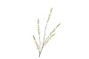 SILK CAMPANULA CREAM SINGLE STEM 104CM NM