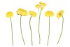 SILK FLOWERS ASS YELLOW 23CM P/1