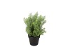 SILK CYPRESS GREEN IN POT S 18X18X20CM NM