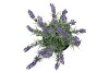 SILK LAVENDER PURPLE IN POT BLACK S 15X15X20CM NM