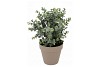 SILK EUCALYPTUS GREEN IN POT TERRA  L 30X30X40CM NM