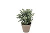 SILK EUCALYPTUS GREEN IN POT TERRA S 18X18X19CM NM