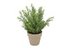 SILK CYPRESS GREEN IN POT TERRA L 33X33X50CM NM