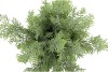 SILK CYPRESS GREEN IN POT TERRA L 33X33X50CM NM