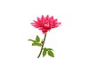 SILK AMAZING DAHLIA BEAUTY FUCHSIA L 35X100CM
