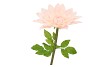 SILK AMAZING DAHLIA BEAUTY PEACH XXXL 65X145CM