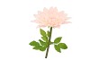 SILK AMAZING DAHLIA BEAUTY PEACH XXL 50X120CM