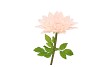 SILK AMAZING DAHLIA BEAUTY PEACH XL 43X110CM
