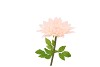 SILK AMAZING DAHLIA BEAUTY PEACH L 35X100CM