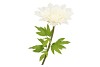 SILK AMAZING DAHLIA BEAUTY CREAM XXXL 65X145CM