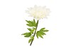SILK AMAZING DAHLIA BEAUTY CREAM XXL 50X120CM