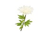 SILK AMAZING DAHLIA BEAUTY CREAM XL 43X110CM