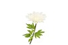SILK AMAZING DAHLIA BEAUTY CREAM L 35X100CM