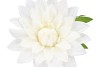 SILK AMAZING DAHLIA BEAUTY CREAM L 35X100CM