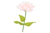 SILK AMAZING DAHLIA BEAUTY LIGHT PINK XXXL 65X145CM