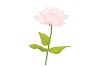 SILK AMAZING DAHLIA BEAUTY LIGHT PINK XXL 50X120CM