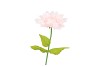 SILK AMAZING DAHLIA BEAUTY LIGHT PINK XL 43X110CM