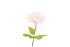 SILK AMAZING DAHLIA BEAUTY LIGHT PINK L 35X100CM