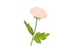 SILK AMAZING POPPY BEAUTY PEACH XL 35X105CM NM