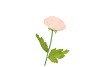 SILK AMAZING POPPY BEAUTY PEACH L 25X90CM