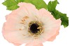 SILK AMAZING POPPY BEAUTY PEACH L 25X90CM