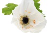SILK AMAZING POPPY BEAUTY CREAM XXXL 55X155CM
