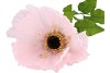 SILK AMAZING POPPY BEAUTY LIGHT PINK XL 35X105CM