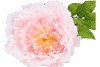 SILK AMAZING PEONY BEAUTY LIGHT PINK XXXL 58X140CM