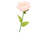 SILK AMAZING PEONY BEAUTY PEACH XXXL 58X140CM