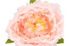 SILK AMAZING PEONY BEAUTY PEACH XXXL 58X140CM