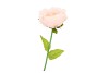 SILK AMAZING PEONY BEAUTY PEACH XXL 48X128CM