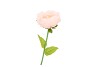 SILK AMAZING PEONY BEAUTY PEACH XL 38X115CM