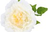 SILK AMAZING PEONY BEAUTY CREAM XXXL 58X140CM
